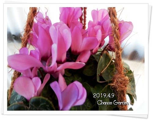 2019.4.9CG2b