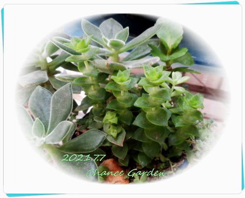 ガーデニングと気まぐれ散歩と熱帯魚