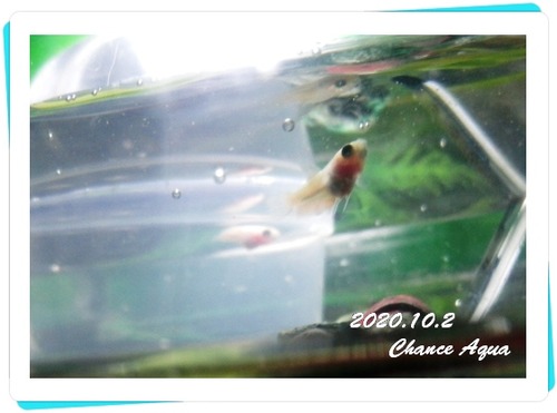 2020.10.2CA-beta2