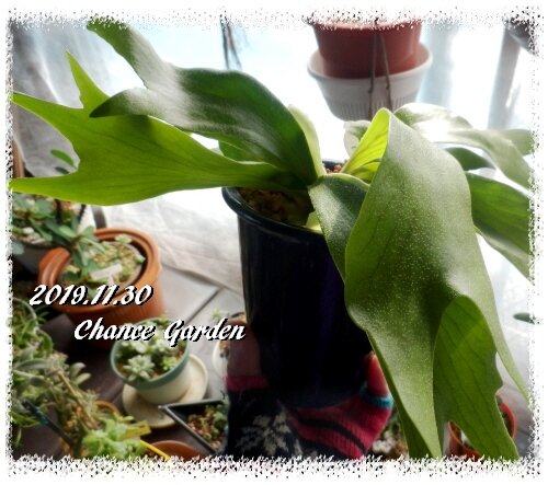 11月の終わりに 観葉植物編 ガーデニングと気まぐれ散歩と熱帯魚