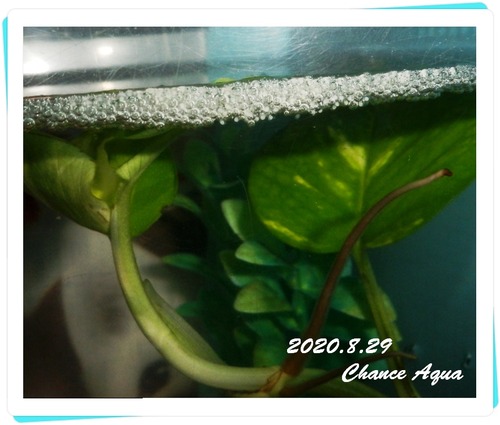 2020.8.29CA-A&P