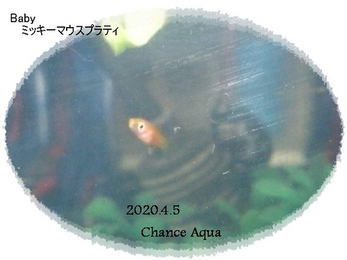 2020.4.5Pr1Ba1