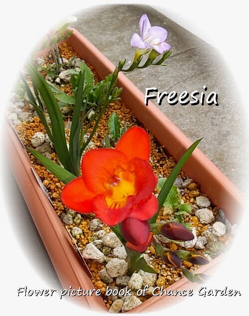 2022.4.18-Freesia-