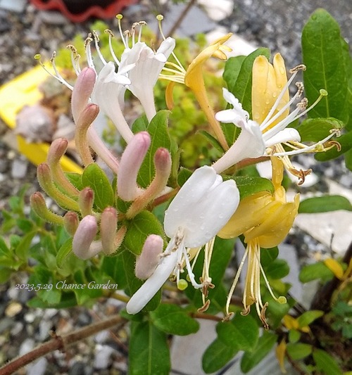 忍冬(スイカズラ)”金銀花”@チャンスガーデン花図鑑 No70 忍冬(スイカズラ)”金銀花”@チャンスガーデン花図鑑 No70