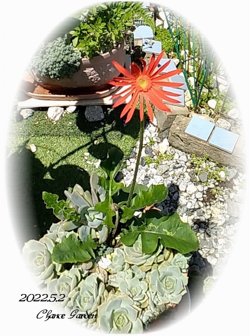 ガーベラ Gerbera ミニガーベラ チャンスガーデン花図鑑 No19 ガーデニングと気まぐれ散歩と熱帯魚