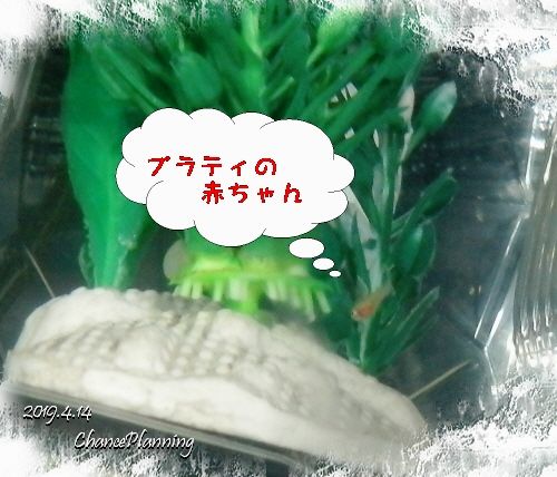 2019.4.14Nt2