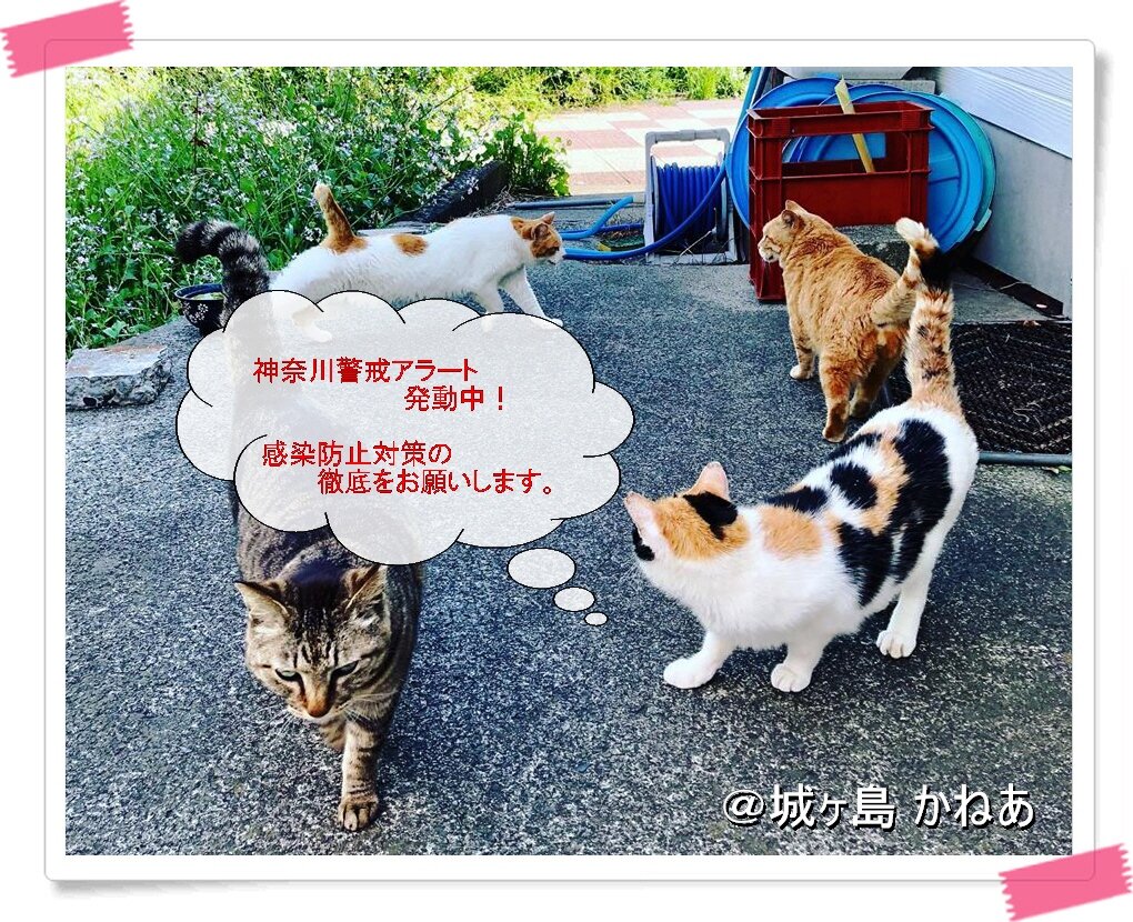 城ヶ島 磯料理 かねあ 看板猫画像で ガーデニングと気まぐれ散歩と熱帯魚 城ヶ島 磯料理 かねあ 看板猫画像で ガーデニングと気まぐれ散歩と熱帯魚
