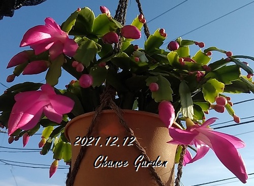 2021.12.12CG-dkaku