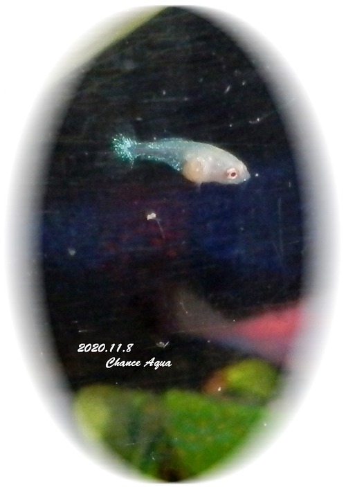 2020.11.8CA-bettaB10m
