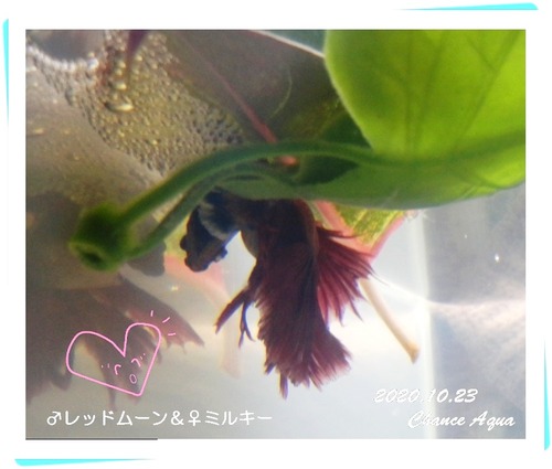 2020.10.23CA-RmMi