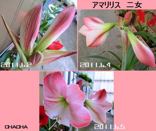 2011.6.5-アマリリス2