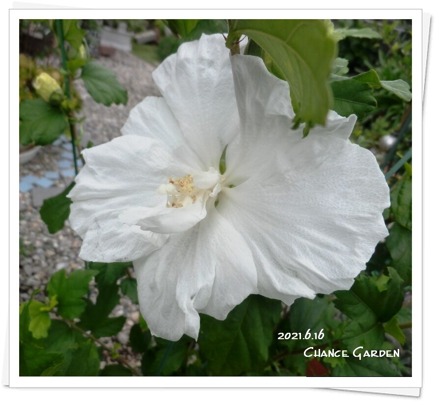 我が家の花たち21 ムクゲ ダイアナ 開花 ガーデニングと気まぐれ散歩と熱帯魚