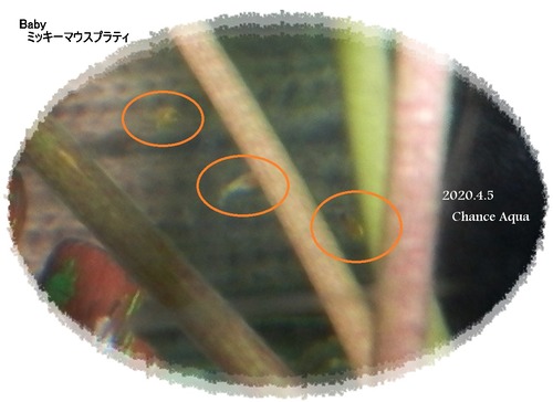 2020.4.5PrBa2