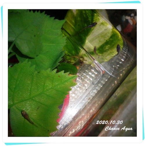 2020.10.30CA-Betta09