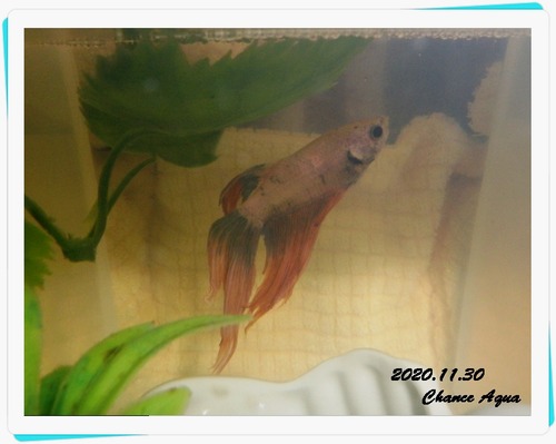 2020.11.30-Betta.Ko2