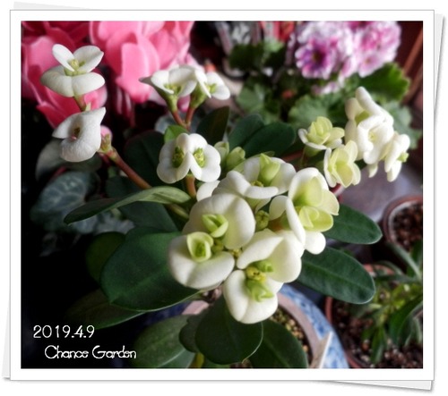 2019.4.9CG1