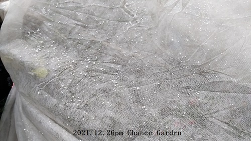 2021.12.26-snow1