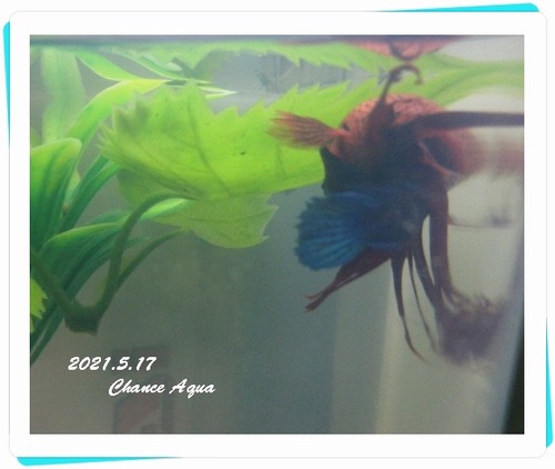 2021.5.17CA-Betta-TM2