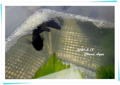 2021.5.18CA-Betta-MB