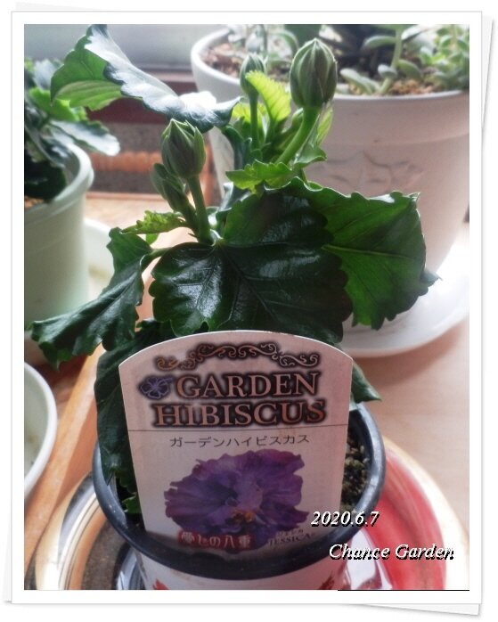 ハイビスカスのつぼみの色が O ガーデニングと気まぐれ散歩と熱帯魚