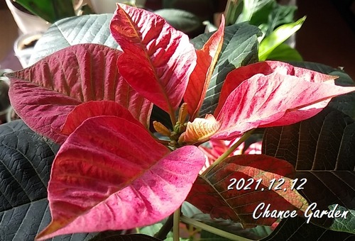 2021.12.12CG-poin