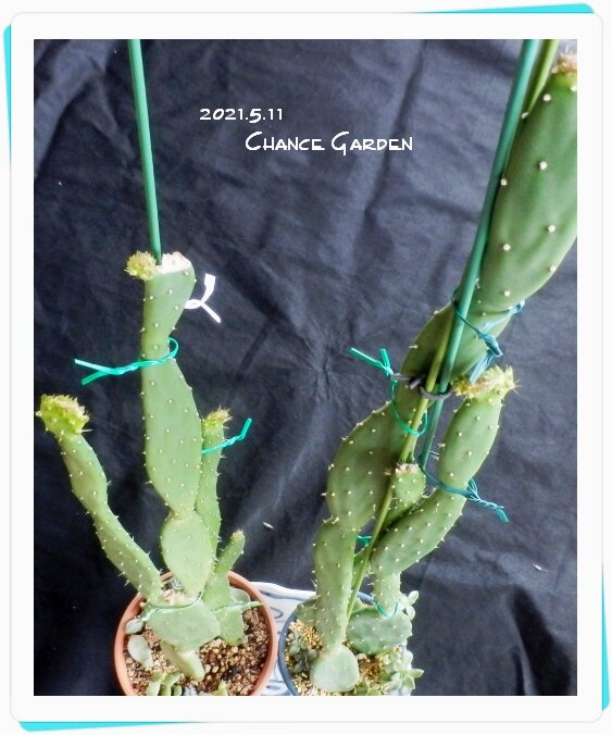 我が家のサボテン どこまで伸びるの 編 ガーデニングと気まぐれ散歩と熱帯魚 我が家のサボテン どこまで伸びるの 編 ガーデニングと気まぐれ散歩と熱帯魚