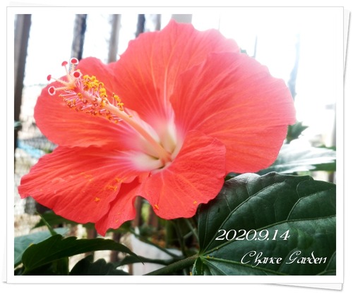 2020.9.14CG-Hi.Mor2