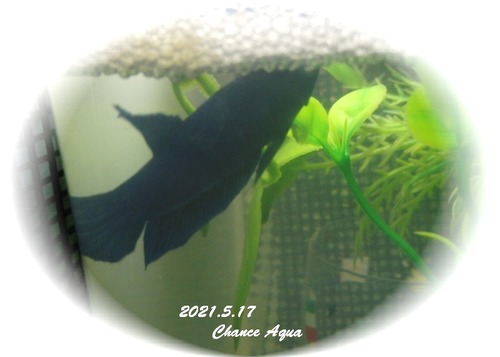 2021.5.17CA-Betta.St