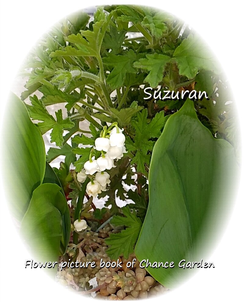 5月1日は スズランの日 花言葉は 再び幸せが訪れる チャンスの輪 Byチャンス企画