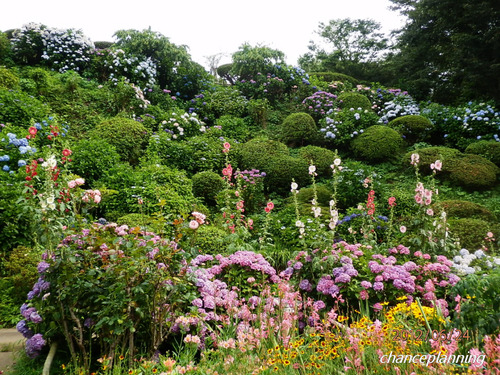 2012.6.24-隠れ菖蒲園2