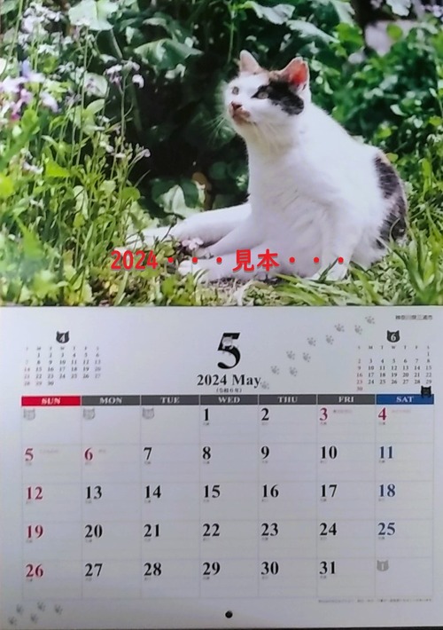 neko-2023ca (2)
