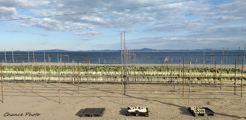 20241123m-kikuna (3)