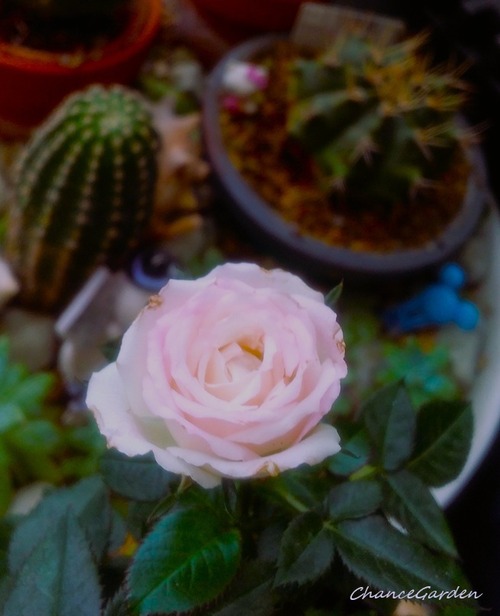 20260501DCG (3)