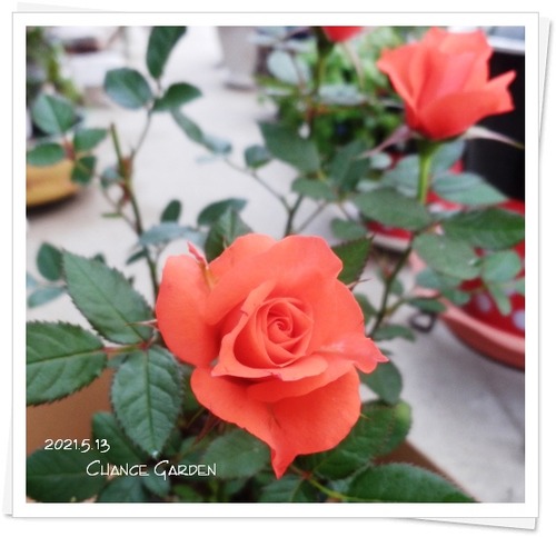 2021.5.13CG-MBor