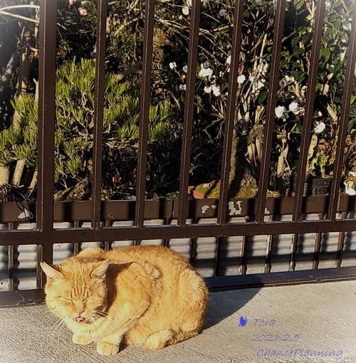 20230205sanpo (7)