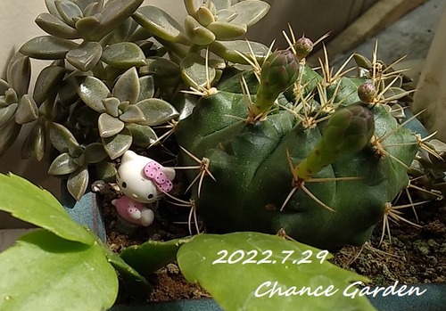 220729CGaj (5)