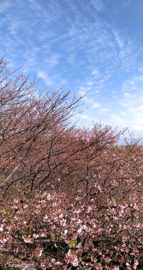 20240209-koKs (4)