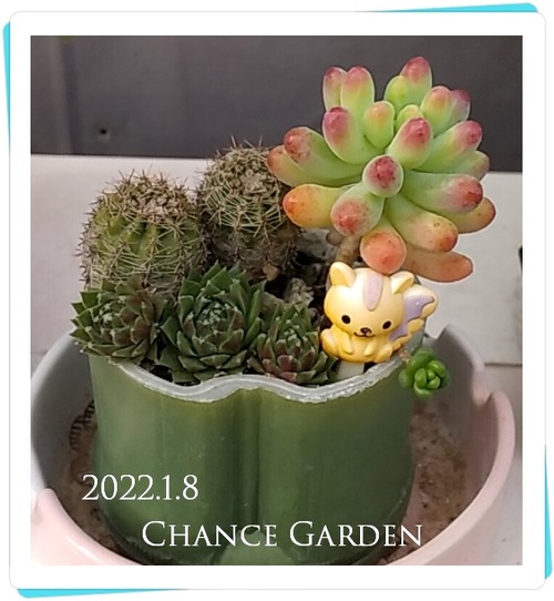 2022.1.8CG-t1