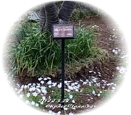 2022.3.27GS-Shisakura