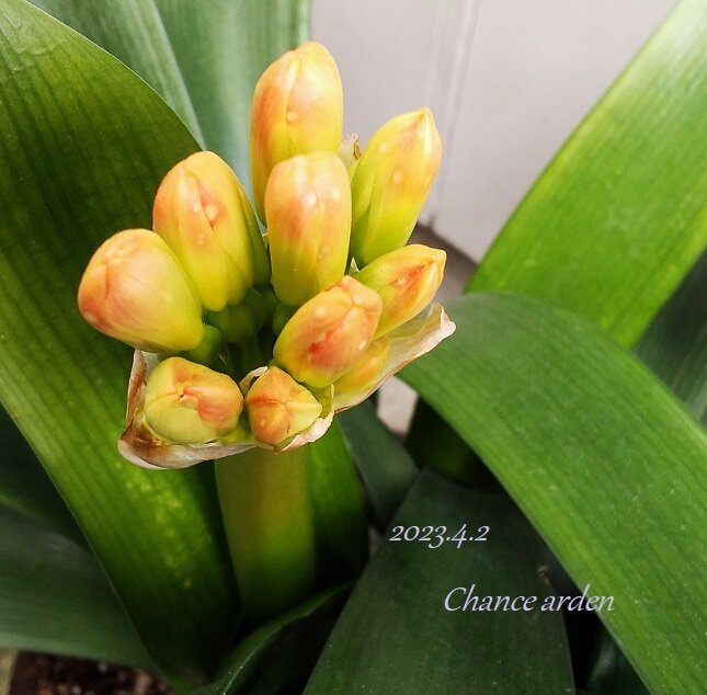 君子蘭（クンシラン）」のつぼみ発見！！＠チャンスガーデン