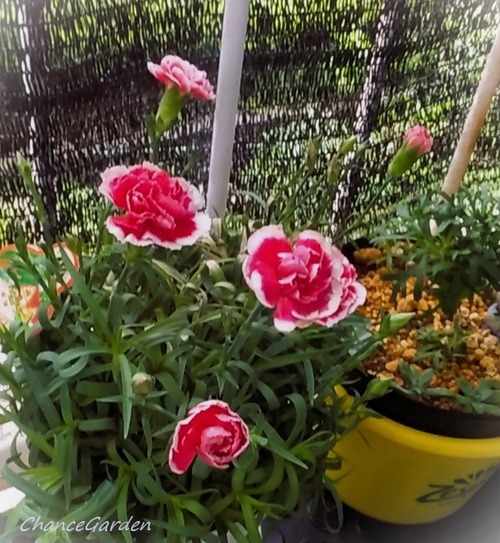 20260605DCG (2)