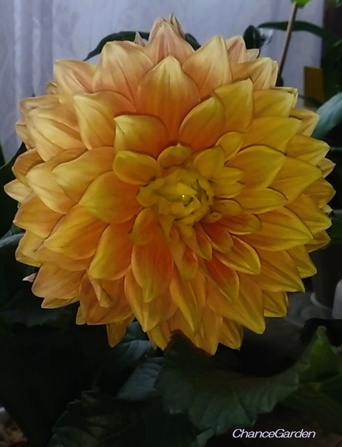 20260628DCG (2)
