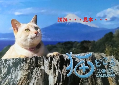 neko-2023ca (3)