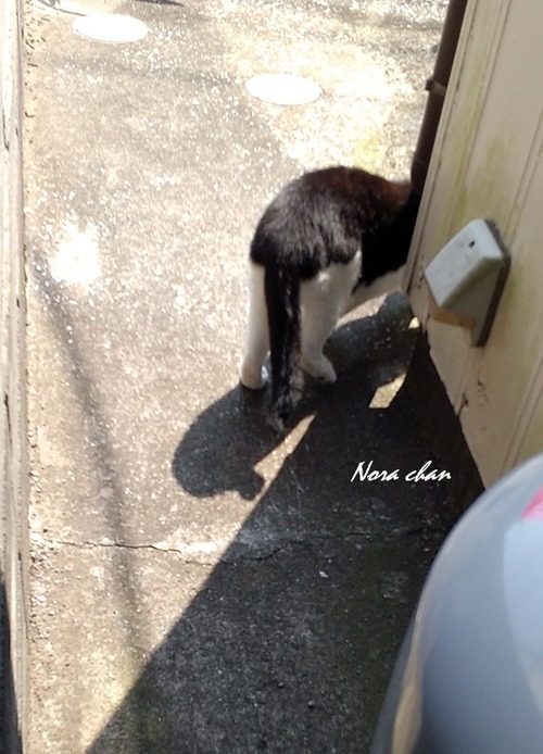 20240908-nora (5)