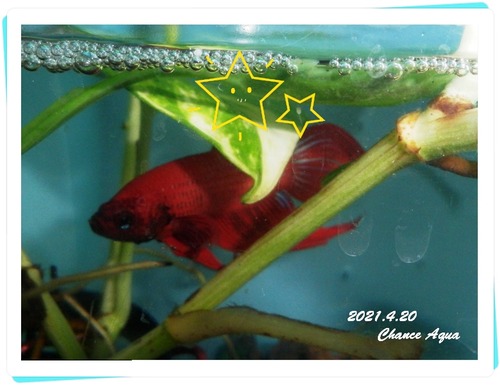 2021.4.20CA-bb3