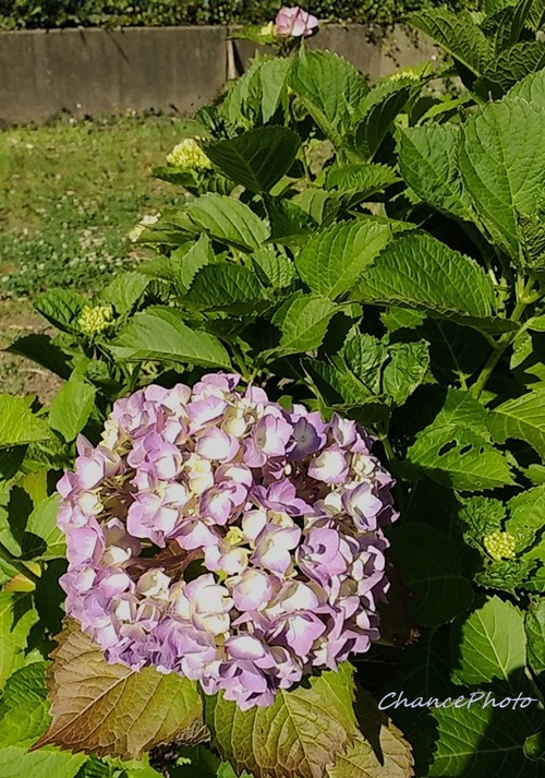 20260519DGG (2)