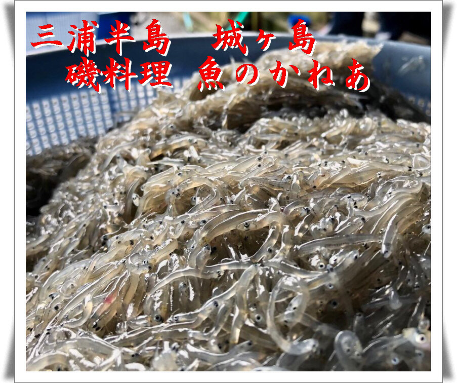 相模湾しらす漁 3 11 12 31 湘南しらす 生しらす チャンスの輪 Byチャンス企画