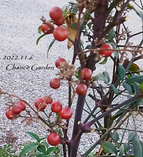 20221106CG (9)