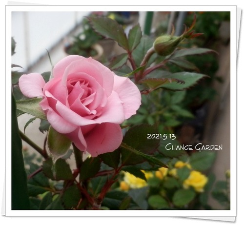 2021.5.13CG-MBp