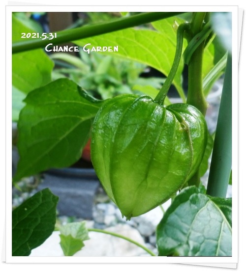 ほおずきの花と実 チャンスガーデン 5月のおわり チャンスの輪 Byチャンス企画